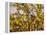 Laburnum Anagyroides, 'Golden Rain', Detail, Branch, Blooms-Thonig-Framed Premier Image Canvas