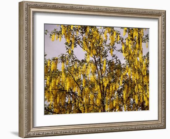 Laburnum Anagyroides, 'Golden Rain', Detail, Branch, Blooms-Thonig-Framed Photographic Print