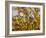 Laburnum Anagyroides, 'Golden Rain', Detail, Branch, Blooms-Thonig-Framed Photographic Print