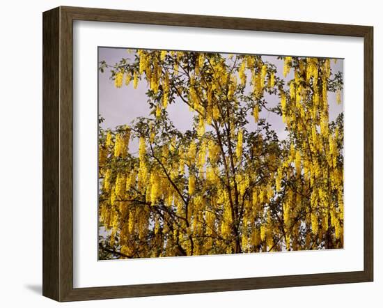 Laburnum Anagyroides, 'Golden Rain', Detail, Branch, Blooms-Thonig-Framed Photographic Print