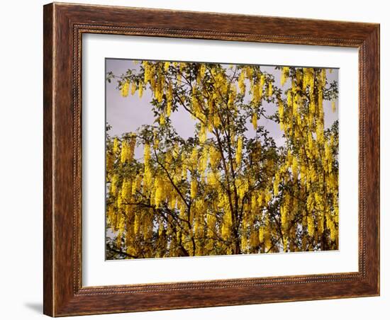 Laburnum Anagyroides, 'Golden Rain', Detail, Branch, Blooms-Thonig-Framed Photographic Print