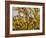 Laburnum Anagyroides, 'Golden Rain', Detail, Branch, Blooms-Thonig-Framed Photographic Print