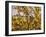 Laburnum Anagyroides, 'Golden Rain', Detail, Branch, Blooms-Thonig-Framed Photographic Print
