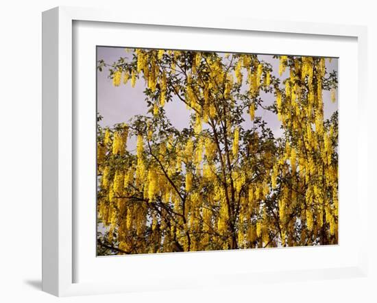 Laburnum Anagyroides, 'Golden Rain', Detail, Branch, Blooms-Thonig-Framed Photographic Print