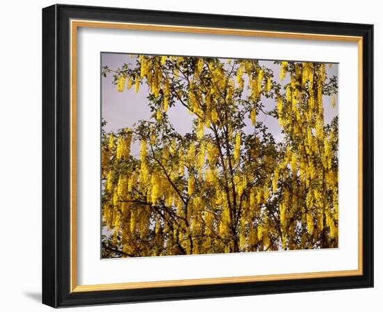 Laburnum Anagyroides, 'Golden Rain', Detail, Branch, Blooms-Thonig-Framed Photographic Print