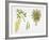 Laburnum Anagyroides Plant with Flower, Leaf and Fruit-null-Framed Giclee Print