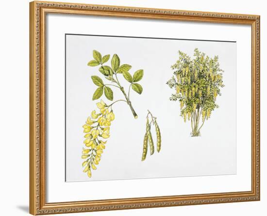 Laburnum Anagyroides Plant with Flower, Leaf and Fruit-null-Framed Giclee Print