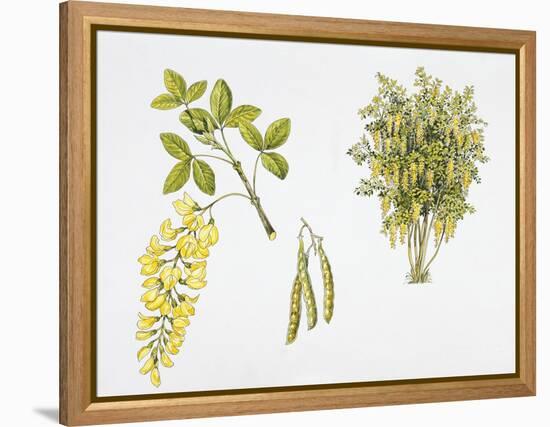 Laburnum Anagyroides Plant with Flower, Leaf and Fruit-null-Framed Premier Image Canvas