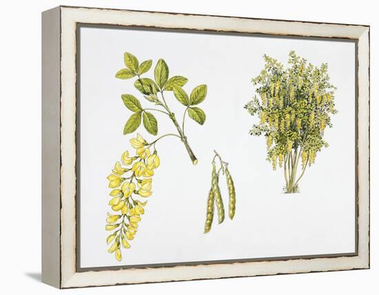 Laburnum Anagyroides Plant with Flower, Leaf and Fruit-null-Framed Premier Image Canvas
