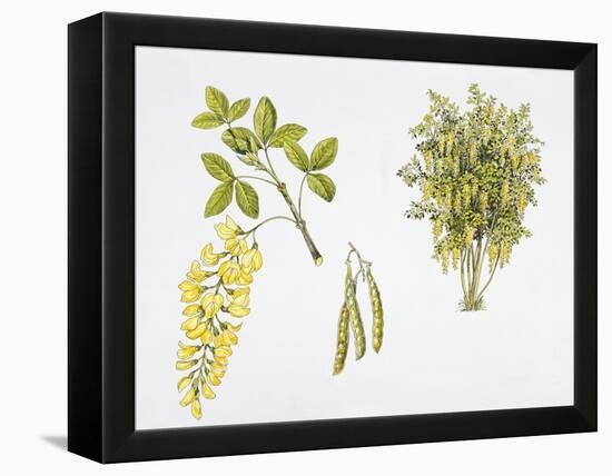 Laburnum Anagyroides Plant with Flower, Leaf and Fruit-null-Framed Premier Image Canvas