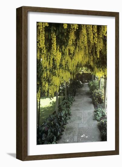 Laburnum Arch-Adrian Thomas-Framed Photographic Print