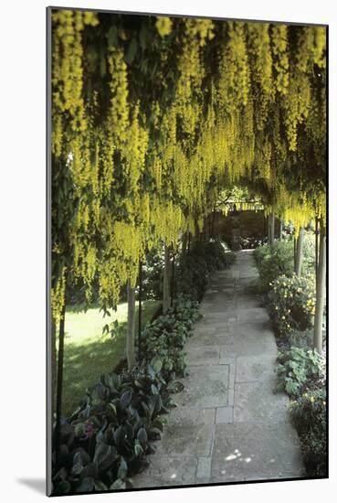 Laburnum Arch-Adrian Thomas-Mounted Photographic Print