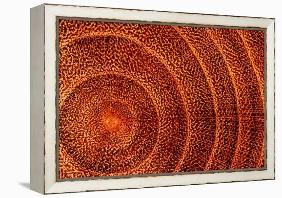 Laburnum Tree Trunk Growth Rings-Dr. Keith Wheeler-Framed Premier Image Canvas
