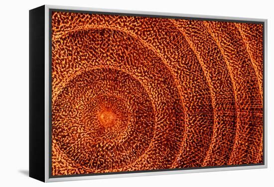 Laburnum Tree Trunk Growth Rings-Dr. Keith Wheeler-Framed Premier Image Canvas