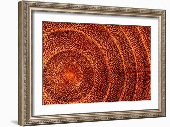 Laburnum Tree Trunk Growth Rings-Dr. Keith Wheeler-Framed Photographic Print