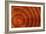 Laburnum Tree Trunk Growth Rings-Dr. Keith Wheeler-Framed Photographic Print