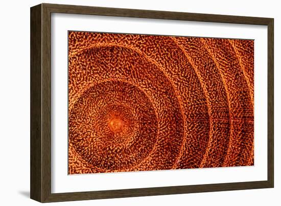 Laburnum Tree Trunk Growth Rings-Dr. Keith Wheeler-Framed Photographic Print