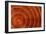 Laburnum Tree Trunk Growth Rings-Dr. Keith Wheeler-Framed Photographic Print