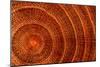 Laburnum Tree Trunk Growth Rings-Dr. Keith Wheeler-Mounted Photographic Print