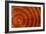 Laburnum Tree Trunk Growth Rings-Dr. Keith Wheeler-Framed Photographic Print