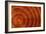 Laburnum Tree Trunk Growth Rings-Dr. Keith Wheeler-Framed Photographic Print