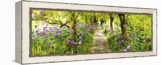 Laburnum Trees at Barnsley House Gardens, Gloucestershire, England-null-Framed Stretched Canvas