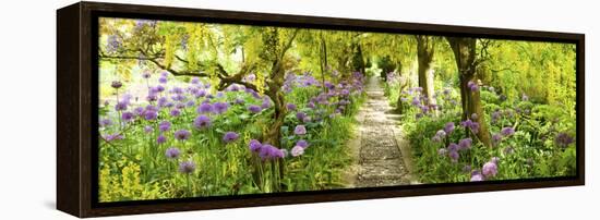 Laburnum Trees at Barnsley House Gardens, Gloucestershire, England-null-Framed Stretched Canvas