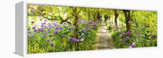 Laburnum Trees at Barnsley House Gardens, Gloucestershire, England-null-Framed Stretched Canvas