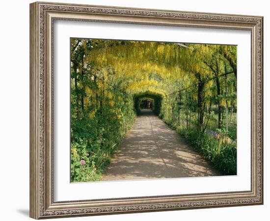 Laburnum Walk in Wilderness Gardens, Hampton Court, Greater London, England, United Kingdom-Walter Rawlings-Framed Photographic Print