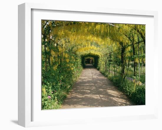 Laburnum Walk in Wilderness Gardens, Hampton Court, Greater London, England, United Kingdom-Walter Rawlings-Framed Photographic Print
