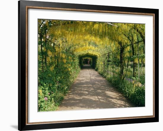 Laburnum Walk in Wilderness Gardens, Hampton Court, Greater London, England, United Kingdom-Walter Rawlings-Framed Photographic Print