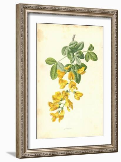 Laburnum-Frederick Edward Hulme-Framed Giclee Print