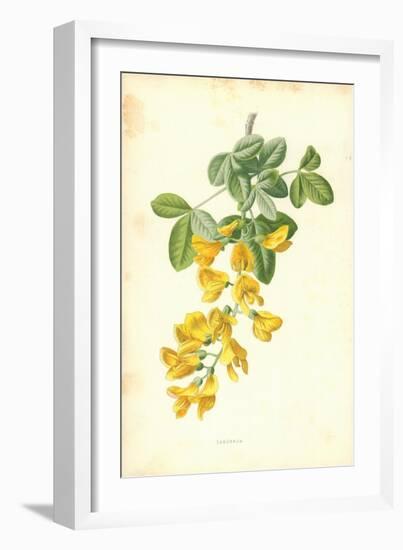 Laburnum-Frederick Edward Hulme-Framed Giclee Print