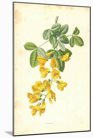 Laburnum-Frederick Edward Hulme-Mounted Giclee Print