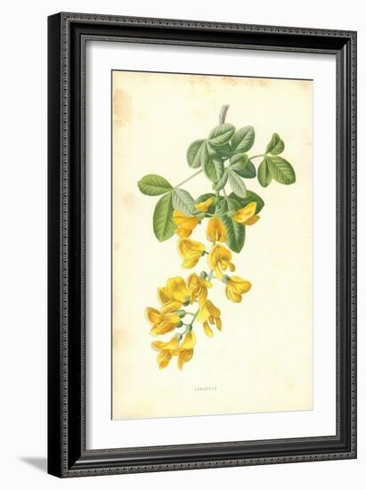 Laburnum-Frederick Edward Hulme-Framed Giclee Print