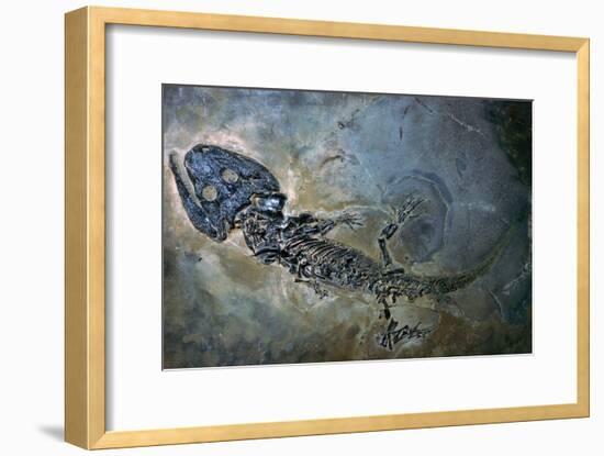 Labyrinthodontier fossil-Unknown-Framed Giclee Print