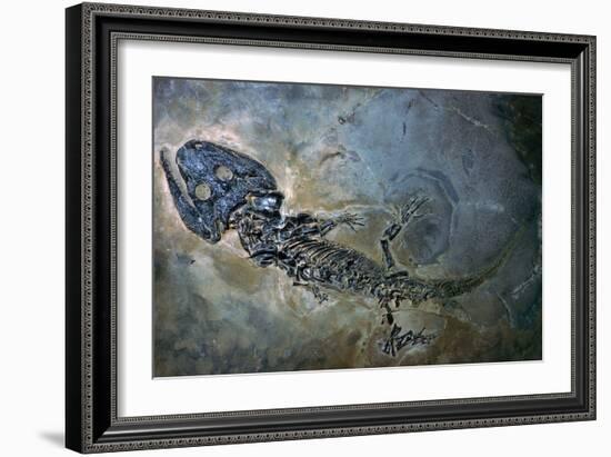 Labyrinthodontier fossil-Unknown-Framed Giclee Print