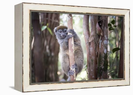 Lac Alaotra Bamboo Lemur (Hapalemur Alaotrensis), Lemur Island, Andasibe-Matthew Williams-Ellis-Framed Premier Image Canvas