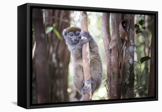 Lac Alaotra Bamboo Lemur (Hapalemur Alaotrensis), Lemur Island, Andasibe-Matthew Williams-Ellis-Framed Premier Image Canvas