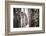 Lac Alaotra Bamboo Lemur (Hapalemur Alaotrensis), Lemur Island, Andasibe-Matthew Williams-Ellis-Framed Photographic Print