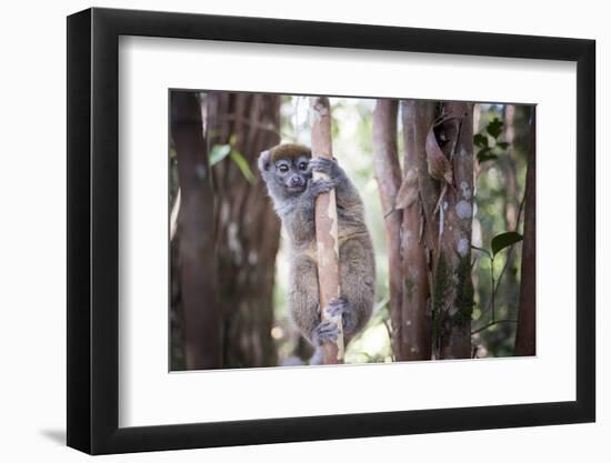 Lac Alaotra Bamboo Lemur (Hapalemur Alaotrensis), Lemur Island, Andasibe-Matthew Williams-Ellis-Framed Photographic Print