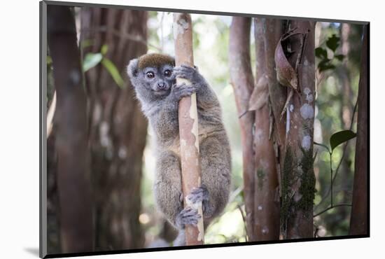 Lac Alaotra Bamboo Lemur (Hapalemur Alaotrensis), Lemur Island, Andasibe-Matthew Williams-Ellis-Mounted Photographic Print