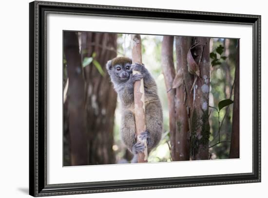 Lac Alaotra Bamboo Lemur (Hapalemur Alaotrensis), Lemur Island, Andasibe-Matthew Williams-Ellis-Framed Photographic Print