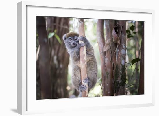 Lac Alaotra Bamboo Lemur (Hapalemur Alaotrensis), Lemur Island, Andasibe-Matthew Williams-Ellis-Framed Photographic Print