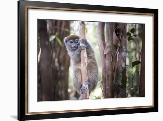 Lac Alaotra Bamboo Lemur (Hapalemur Alaotrensis), Lemur Island, Andasibe-Matthew Williams-Ellis-Framed Photographic Print