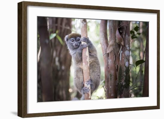 Lac Alaotra Bamboo Lemur (Hapalemur Alaotrensis), Lemur Island, Andasibe-Matthew Williams-Ellis-Framed Photographic Print