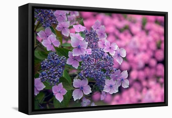 Lace cap Hydrangea 'Lilacina' in woodland garden, UK-Ernie Janes-Framed Premier Image Canvas