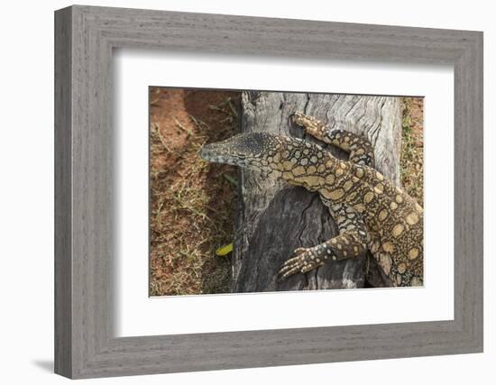 Lace Monitor (Varanus varius), Lone Pine Sanctuary, Brisbane, Queensland, Australia, Pacific-Michael Runkel-Framed Photographic Print