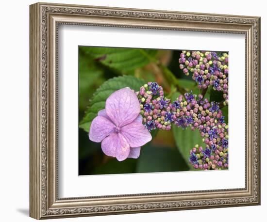 Lacecap Hydrangea-Adrian Bicker-Framed Premium Photographic Print