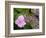 Lacecap Hydrangea-Adrian Bicker-Framed Premium Photographic Print